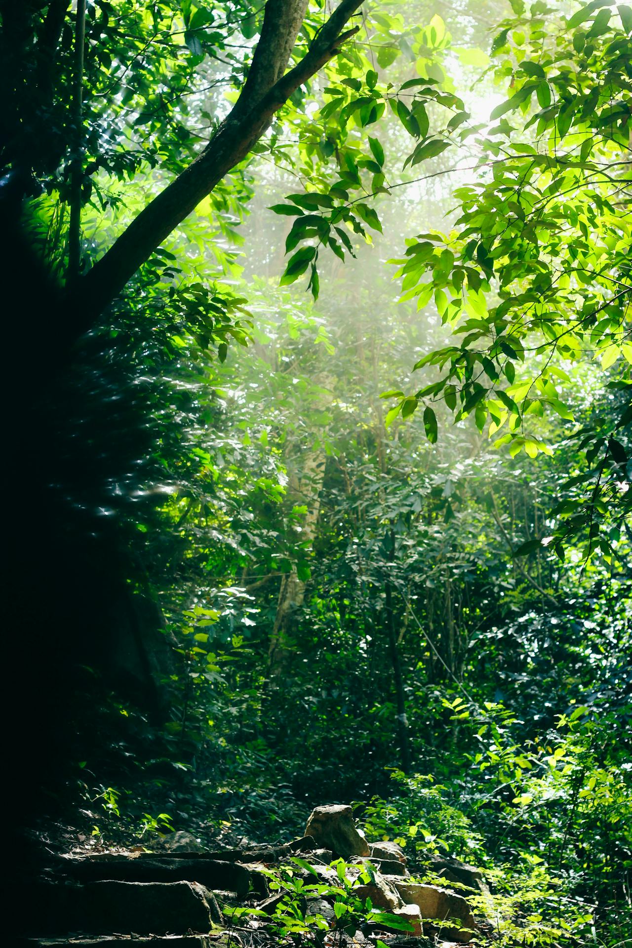 A sunlit forest path — a structured way forward