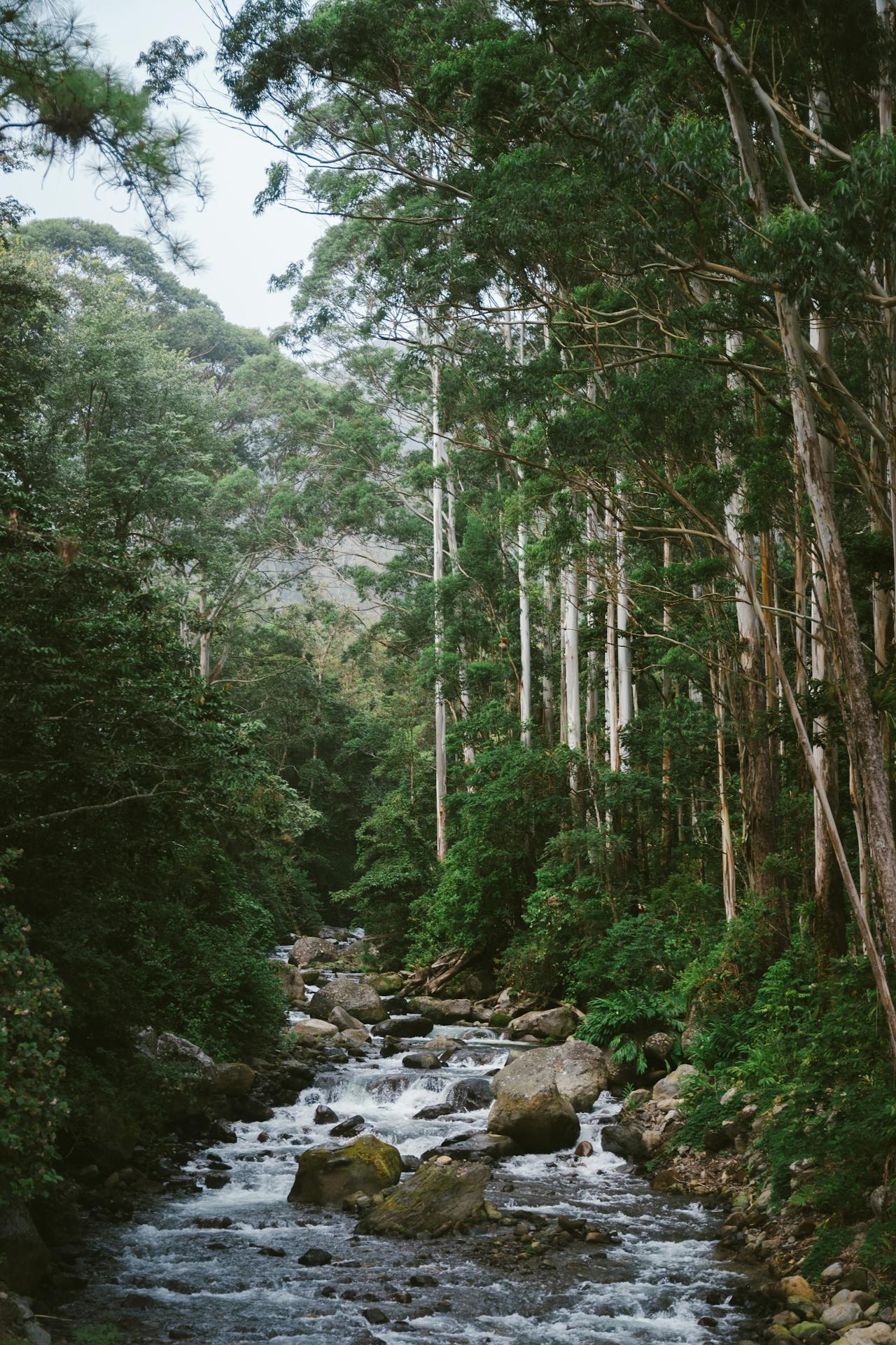 Forest creek with tall trees — grounded and calm, reflecting the Sunshine Coast
